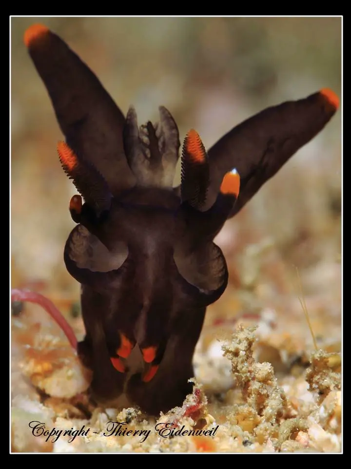 Anilao Macro Dive Media Highlight